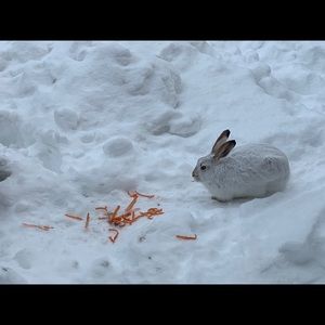 Meet your Posher, Laurel